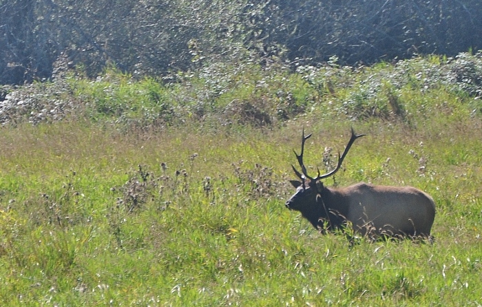 male elk with rack in field